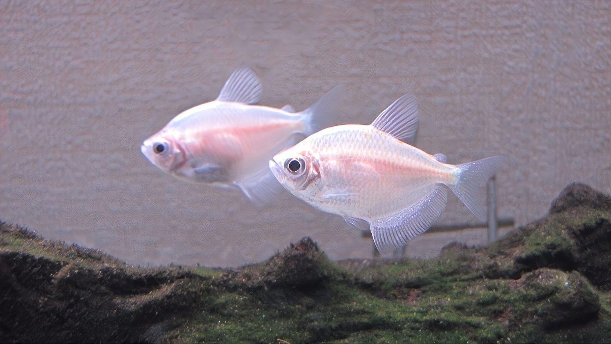 雷龍魚腹水可以自愈嗎？