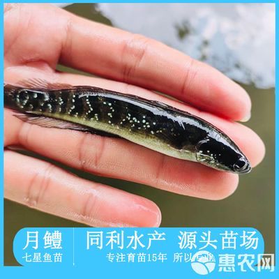 七星魚與雷龍魚的區別（七星魚和雷龍魚在外觀上有一些區別，七星魚和雷龍魚的區別）