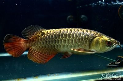 金頭過背金龍魚20厘米：挑選金頭過背金龍魚時需要注意以下幾個方面