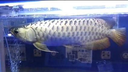 廣州變異鳳凰龍魚事件：關于廣州變異鳳凰龍魚事件的詳細信息