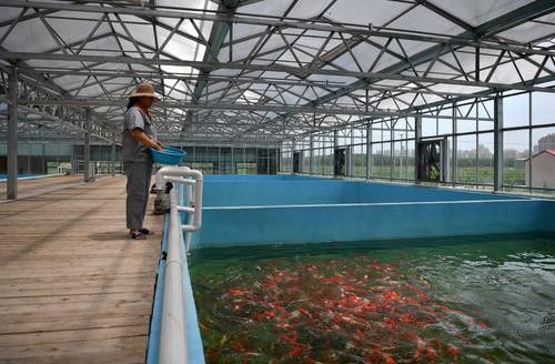濟寧龍魚魚場