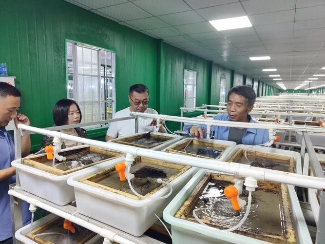 濟寧龍魚魚場