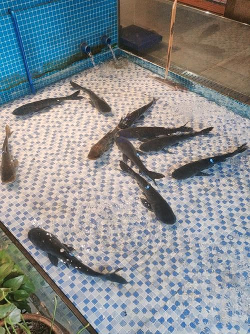 濟寧龍魚魚場