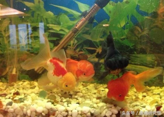 夏季魚苗最佳生長水溫范圍：夏季魚苗生長的最佳水溫范圍