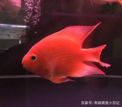 夏季魚苗最佳生長水溫范圍：夏季魚苗生長的最佳水溫范圍