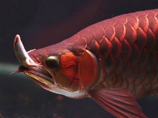 龍魚就是不吃食怎么辦（龍魚不吃食可能由多種因素引起，包括水質問題、環境變化、疾病等） 龍魚就是不吃食怎么辦（龍魚不吃食可能由多種因素引起，包括水質問題、環境變化、疾病等） 龍魚百科 第2張
