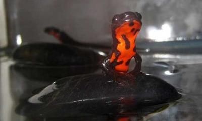 三角恐龍魚有毒嗎，三角恐龍魚的飼養技巧三角恐龍魚的品種介紹