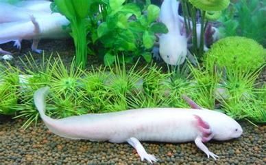 三角恐龍魚有毒嗎，三角恐龍魚的飼養技巧三角恐龍魚的品種介紹