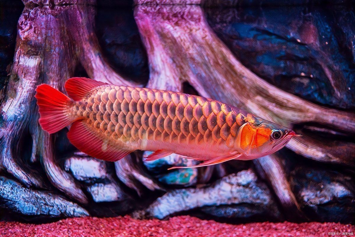 紅龍魚和銀龍魚混養怎么樣
