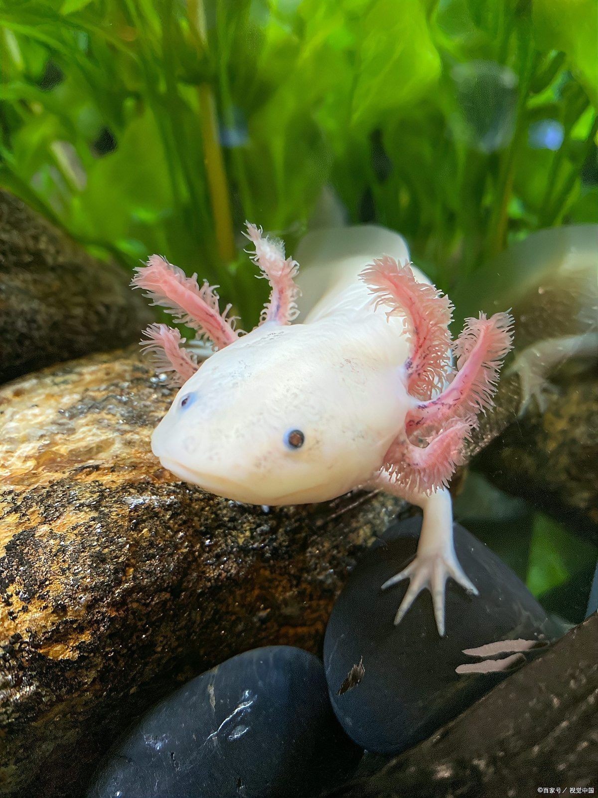 六角恐龍魚晚上鬧騰