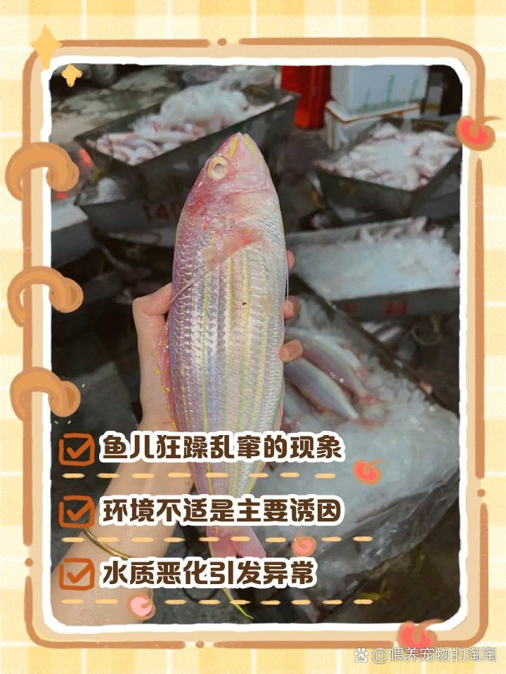 六角恐龍魚晚上鬧騰