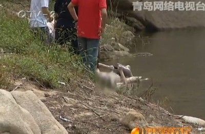 紅龍魚胸鰭變形（紅龍魚胸鰭變形可能由多種因素引起）