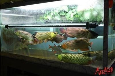 地圖和龍魚混養好嗎：地圖魚和龍魚可以混養嗎
