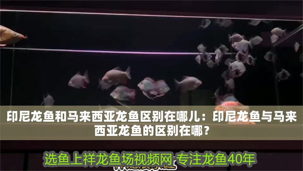 印尼龍魚和馬來西亞龍魚區別在哪兒:印尼龍魚與馬來西亞龍魚的區別在哪? 龍魚百科 第1張 印尼龍魚和馬來西亞龍魚區別在哪兒:印尼龍魚與馬來西亞龍魚的區別在哪? 印尼龍魚和馬來西亞龍魚區別在哪兒:印尼龍魚與馬來西亞龍魚的區別在哪? 龍魚百科 第1張