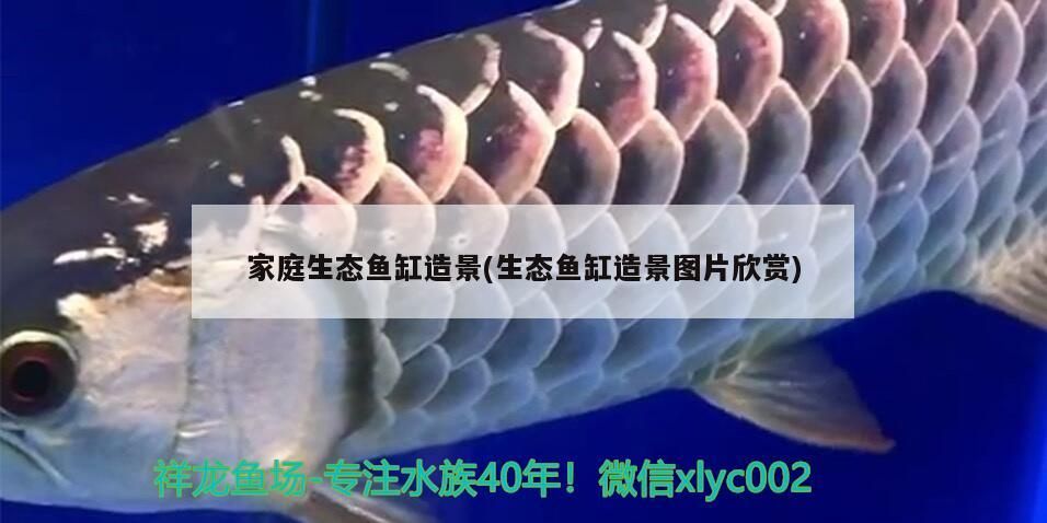 家庭生態魚缸造景(生態魚缸造景圖片欣賞) 家庭生態魚缸造景(生態魚缸造景圖片欣賞) 龍魚百科