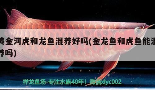 黃金河虎和龍魚混養會不會打架，黃金河虎和龍魚混養存在打架的風險