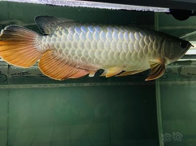 金龍魚鱗片縫隙有白色顆粒【金龍魚鱗片縫隙有白色顆粒怎么辦】 金龍魚鱗片縫隙有白色顆粒【金龍魚鱗片縫隙有白色顆粒怎么辦】 龍魚百科 第4張