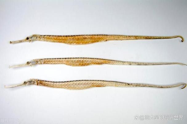 海龍魚長什么樣子圖片 龍魚百科 第6張 海龍魚長什么樣子圖片 海龍魚長什么樣子圖片 龍魚百科 第6張