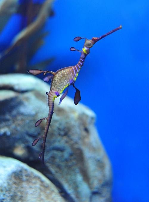 海龍魚長什么樣子圖片 龍魚百科 第14張 海龍魚長什么樣子圖片 海龍魚長什么樣子圖片 龍魚百科 第14張