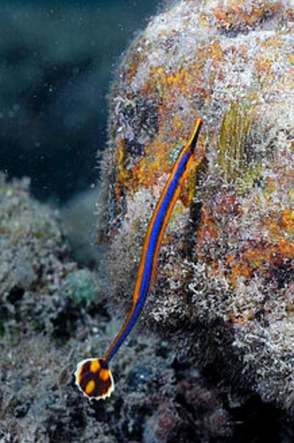 海龍魚長什么樣子圖片 龍魚百科 第31張 海龍魚長什么樣子圖片 海龍魚長什么樣子圖片 龍魚百科 第31張