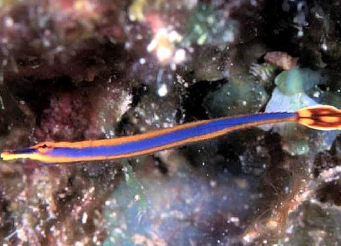 海龍魚長什么樣子圖片 龍魚百科 第37張 海龍魚長什么樣子圖片 海龍魚長什么樣子圖片 龍魚百科 第37張