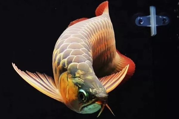龍魚頭部：如何判斷龍魚的頭部形狀 龍魚頭部：如何判斷龍魚的頭部形狀 龍魚百科 第2張