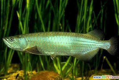 龍魚常見疾病：龍魚常見疾病主要有以下幾種：立鱗病是由于酸堿跟溫度的突變