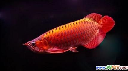 龍魚常見疾病：龍魚常見疾病主要有以下幾種：立鱗病是由于酸堿跟溫度的突變