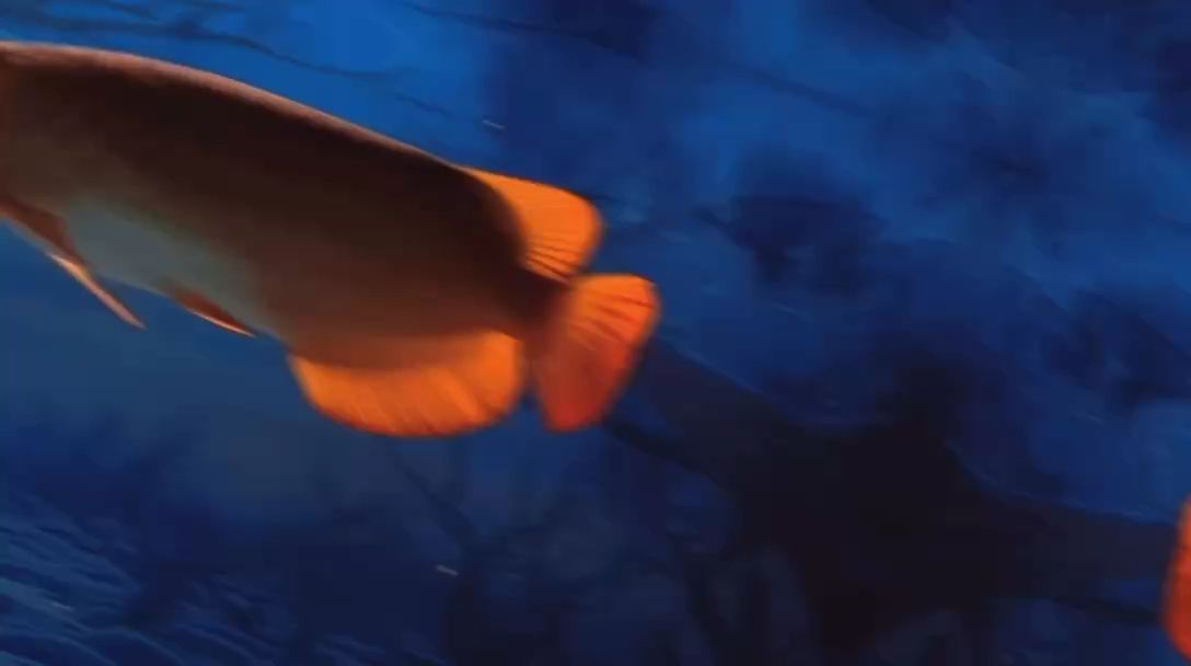 紅龍魚用黃燈烤有用嗎 金龍魚怎么發(fā)色好看 龍魚百科 金龍魚怎么發(fā)色好看 金龍魚怎么發(fā)色好看 龍魚百科