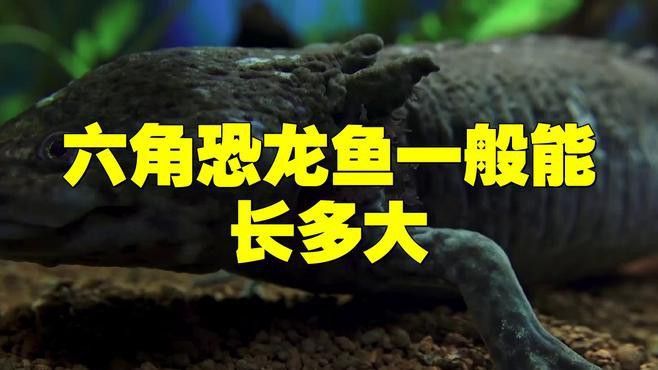 恐龍魚長多大就不長了呢