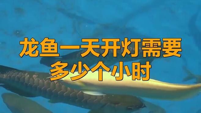 過背金龍魚燈需要多久開一次