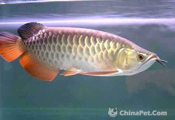 一條金龍魚大概要多少錢呢