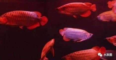 龍魚哪個漁場的最好養活一些，哪個漁場更適合養活龍魚