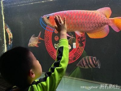 紅龍魚的體型前寬后窄怎么辦：紅龍魚體型前寬后窄怎么辦，