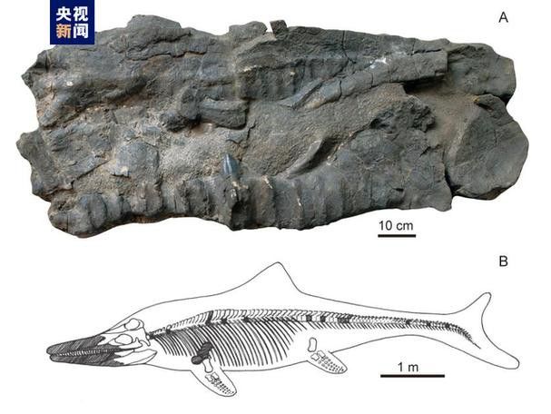 還有哪些雷龍魚品種價格較低的：探索雷龍魚品種，哪些種類價格更為親民？