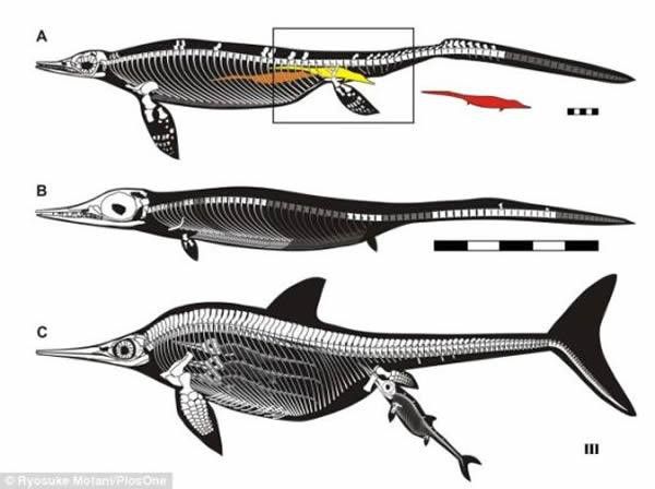 還有哪些雷龍魚品種價格較低的：探索雷龍魚品種，哪些種類價格更為親民？