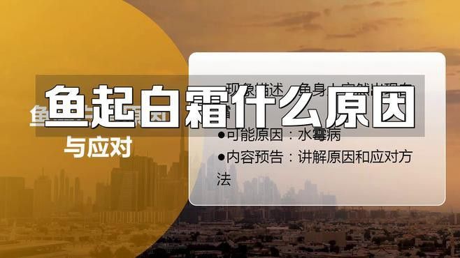 金龍魚發白是什么原因呢
