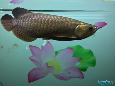 龍魚喂泥鰍長得快嗎為什么：龍魚喂泥鰍會導致它們生長得更快嗎 龍魚喂泥鰍長得快嗎為什么：龍魚喂泥鰍會導致它們生長得更快嗎 龍魚百科 第1張