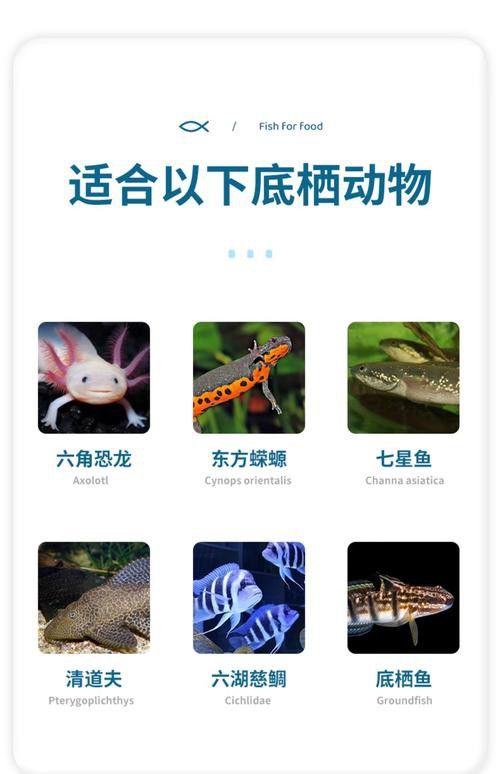 六角恐龍魚吃多大的魚飼料