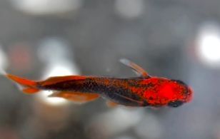 紅龍魚鰭發(fā)黑什么原因（紅龍魚鰭發(fā)黑是什么原因引起的）