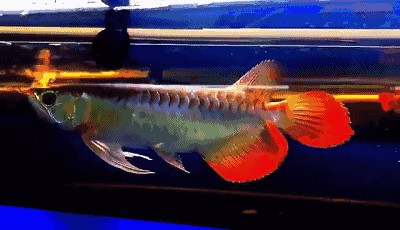 紅龍魚鰭發(fā)黑什么原因（紅龍魚鰭發(fā)黑是什么原因引起的）