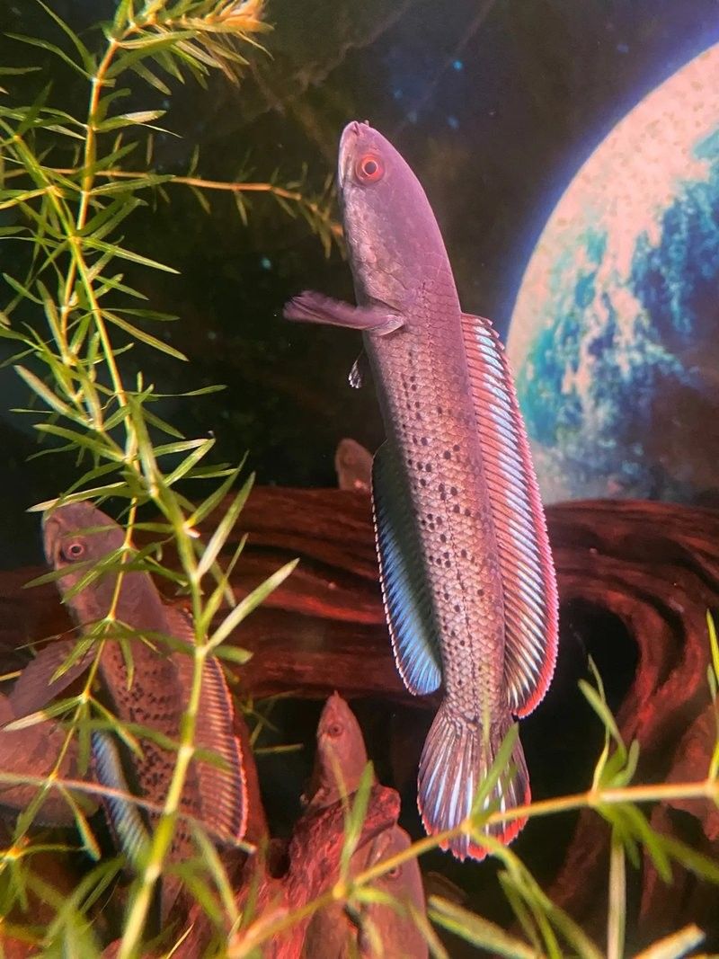 雷龍魚用什么燈好