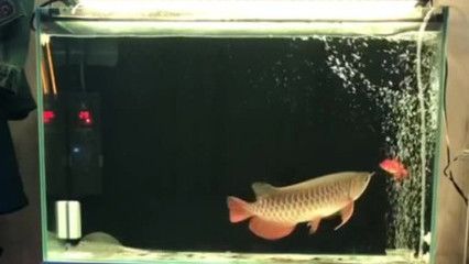 金龍魚孵化小魚，會餓死嗎？：金龍魚在孵化小魚的過程中有一段時間無法進食，但并不會餓死