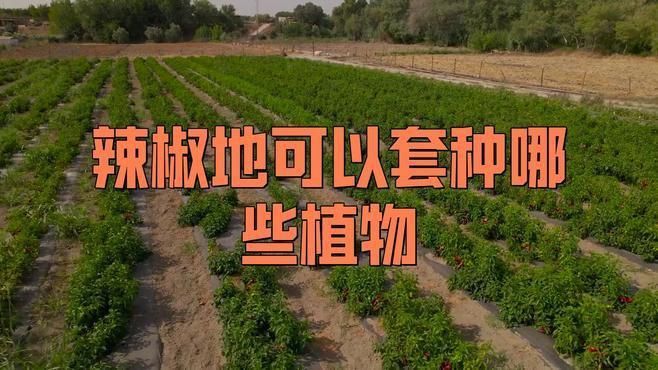 辣椒地里套種啥最好 辣椒地里套種啥最好 龍魚百科 第2張