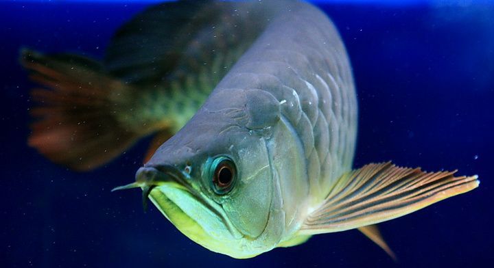 播放金龍魚吃什么（金龍魚吃什么食物最好360問答） 播放金龍魚吃什么（金龍魚吃什么食物最好360問答） 龍魚百科 第3張