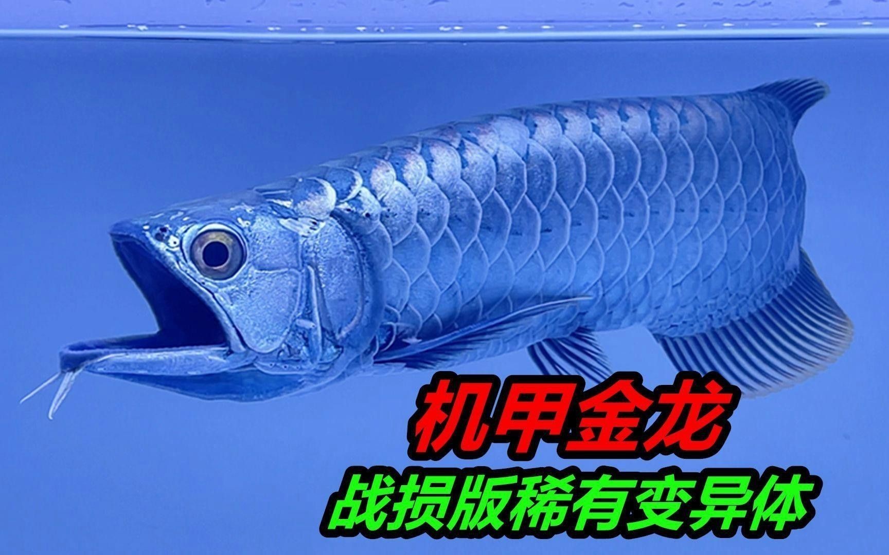 金龍魚(yú)品種中哪個(gè)最稀有？ 金龍魚(yú)品種中哪個(gè)最稀有？ 龍魚(yú)百科 第1張