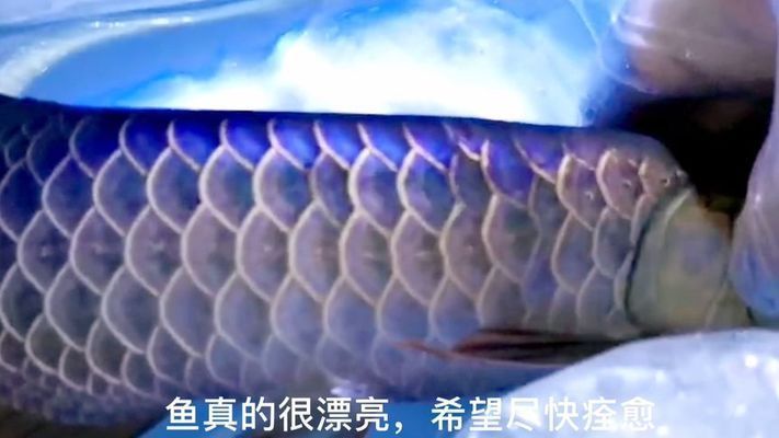 龍魚(yú)爛鱗要拔掉鱗片嗎：龍魚(yú)爛鱗不需要拔掉鱗片，龍魚(yú)爛鱗用什么藥效果好