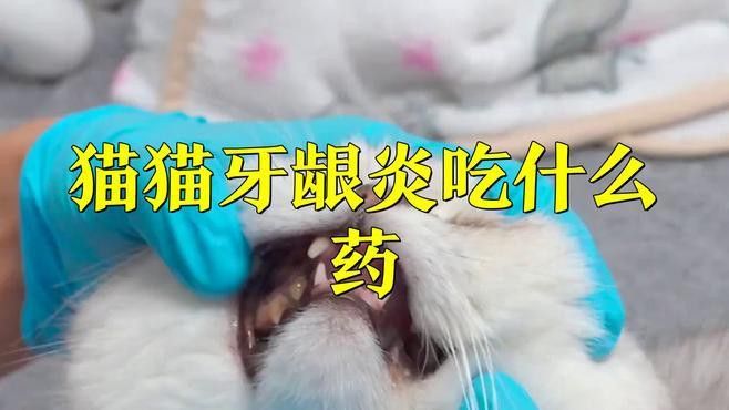 如何判斷龍貓牙齒是否感染？