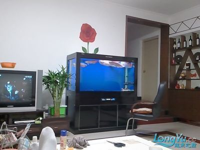 龍魚美容師在哪里學：龍魚美容在線課程推薦