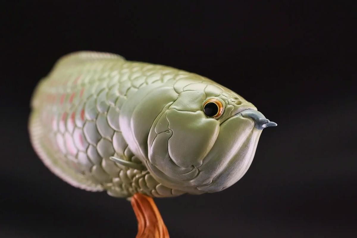 銀龍魚公母區(qū)分圖解圖片
